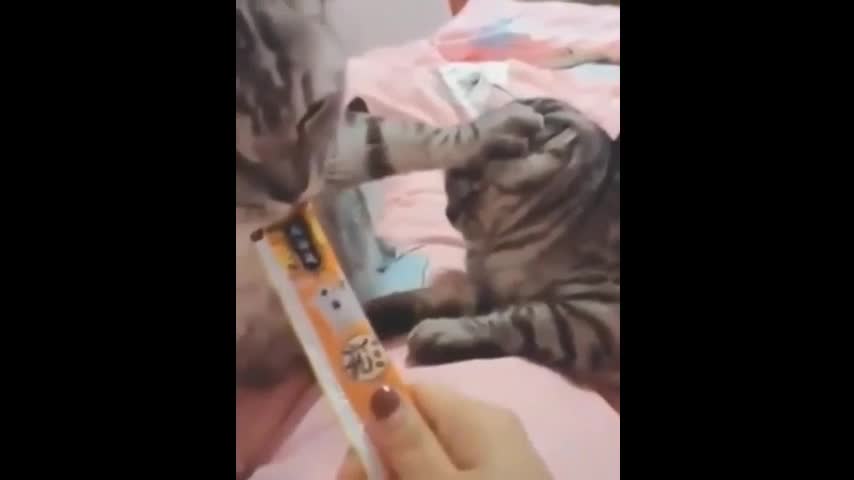 Cat Doesn't Like To Share