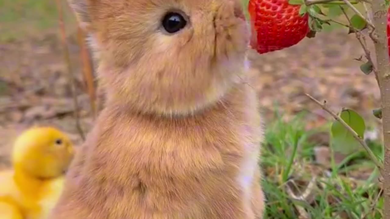 Rabit _funny video