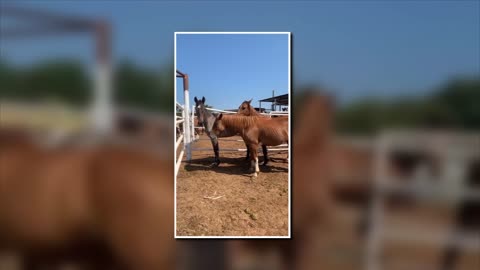 Three more AIP Mustangs at Stroud