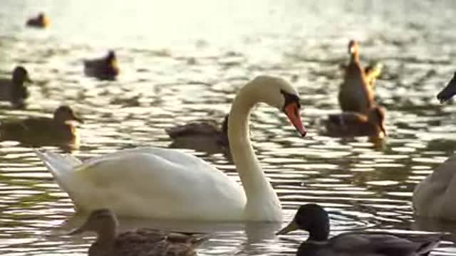 A White Swan