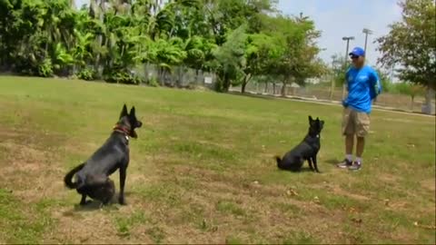 Learn How To Train Your Dog In Fun Way As They Are Trained in Dog Training Academy!