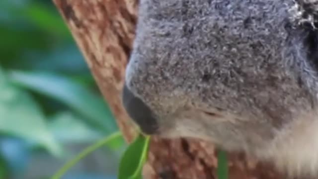 Watching Koala Bear Eating is so cute😍😍