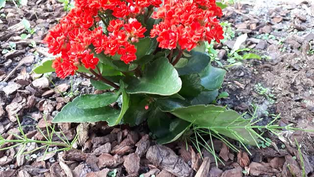 Beautiful red flower