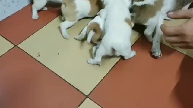 Puppies playful, hungry