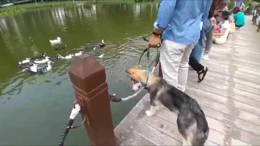 Ducks swimming in the lake