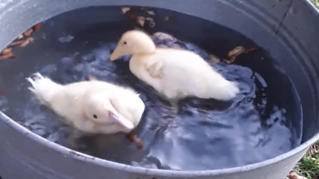 funny animals in the world beautiful duck