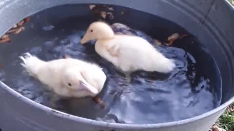 funny animals in the world beautiful duck