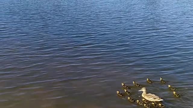 Mother duck and ducklings on the lake at Nantwich, my home town.