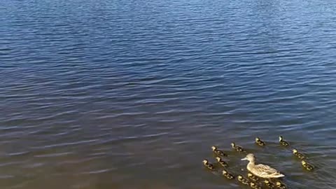 Mother duck and ducklings on the lake at Nantwich, my home town.