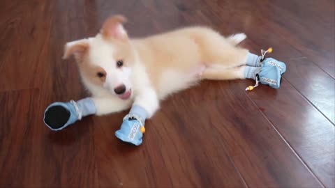 Funny dog moments- Dog tries socks for the first time