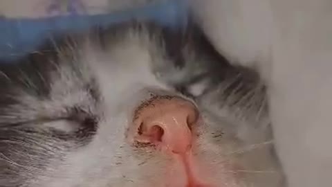 Cute sleeping Kitty