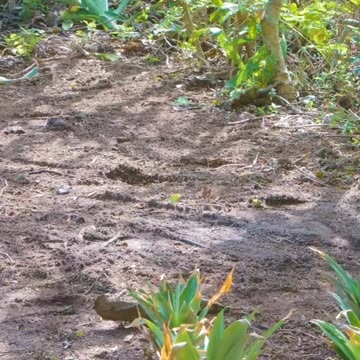 Next time you buy a pineapple use this trick