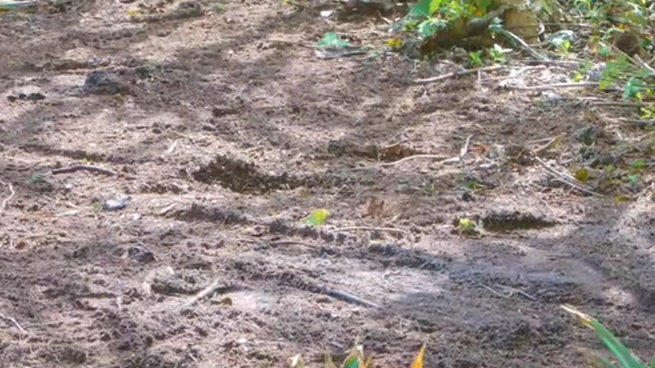 Next time you buy a pineapple use this trick