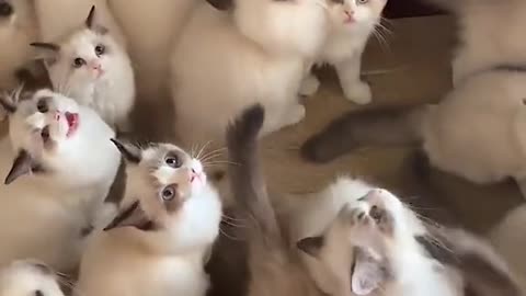 Funny cat video