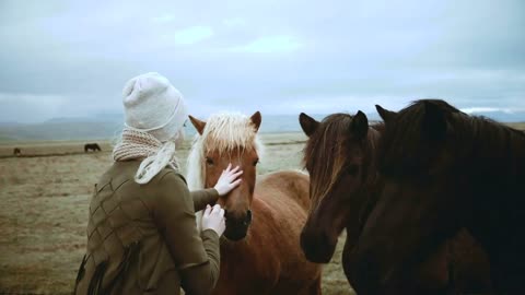 Young stylish blonde woman stroking three beautiful Icelandic horses