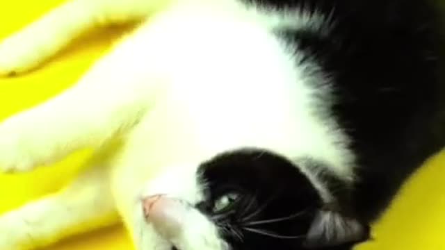 Cute cat WhatsApp status|