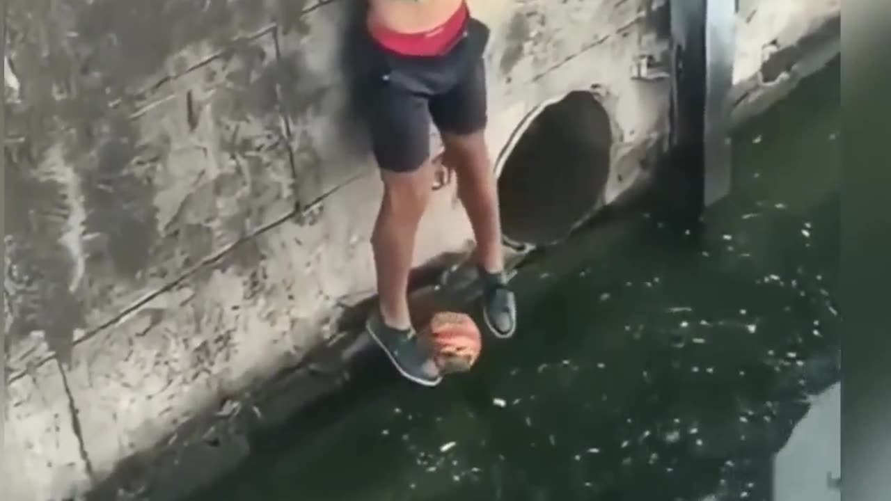 Ball fal into the water amazing fun