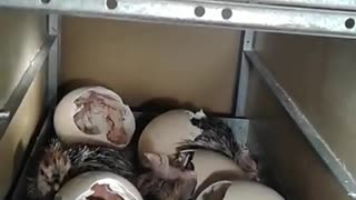 Amazing Ostrich Chicks Hatching