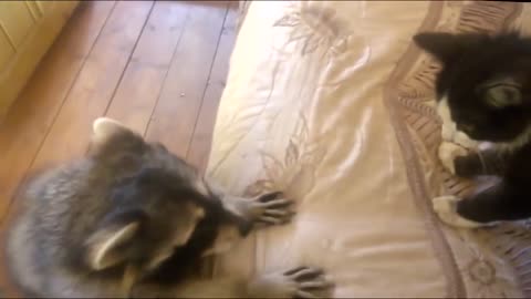 Raccoon: Give me the cat!!