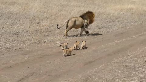 Lion dad tries to outrun his cubs