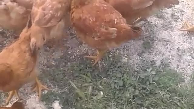 Giving Food to a Chickens