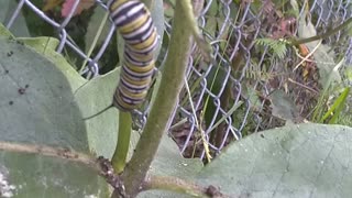 Monarch Butterfly Caterpillar