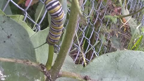 Monarch Butterfly Caterpillar