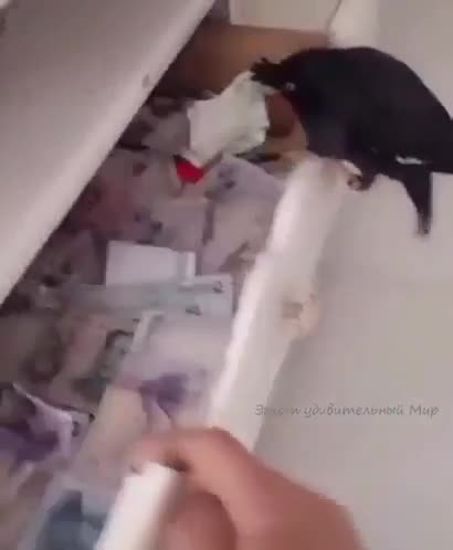 Вoт он, идеальный питомец!Here he is, the perfect pet!