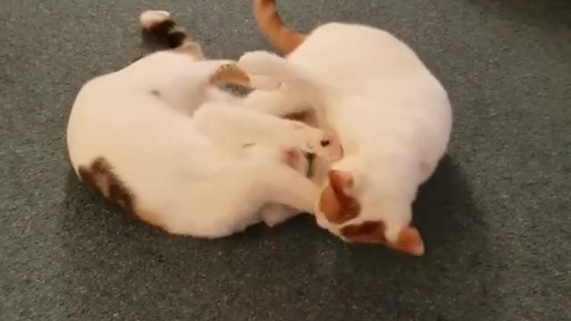 Cat funny Fight