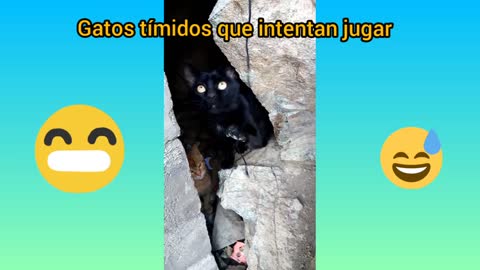 Gatos tímidos que intentan jugar 😄🐈🐈