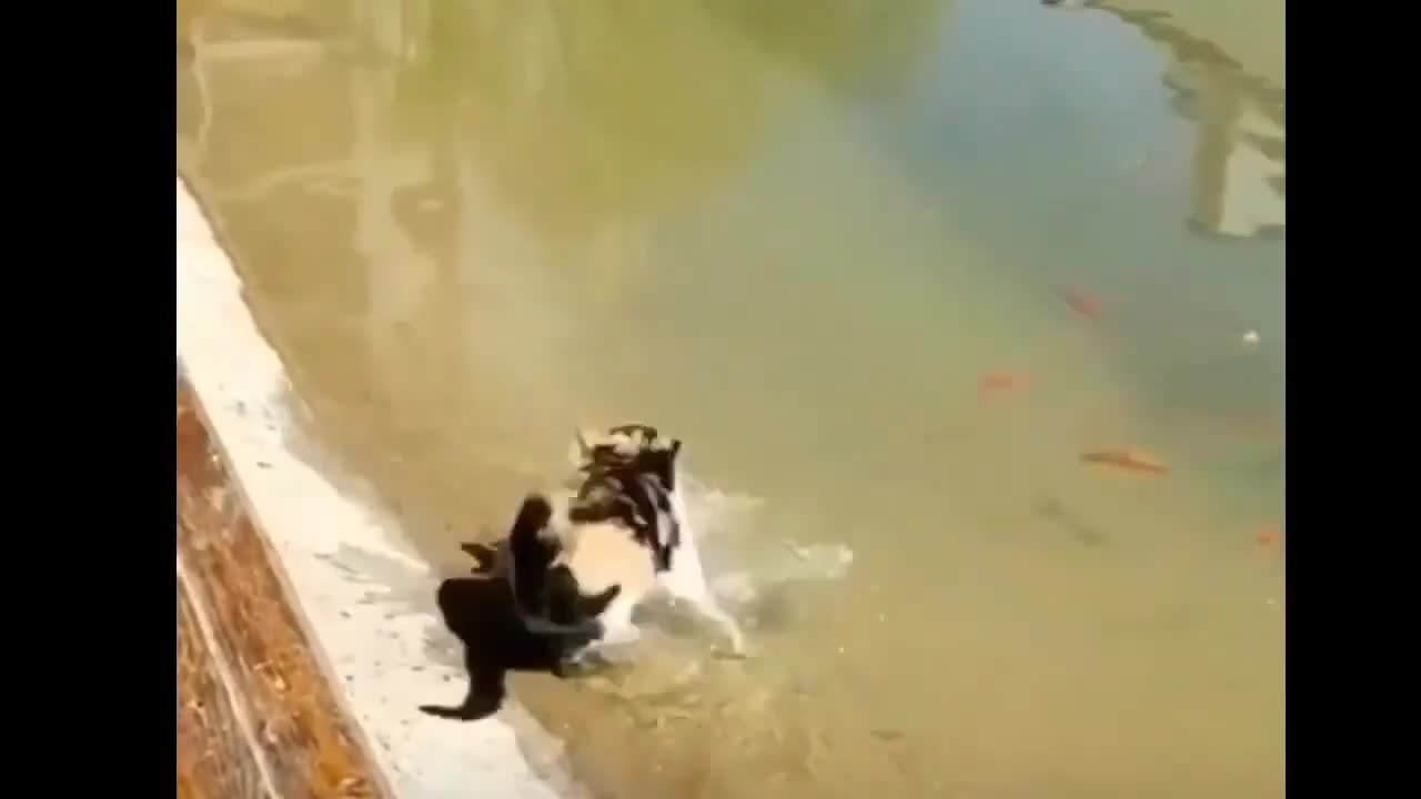 funny animals videos engraçados