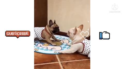 🤣Funny pet moments | comedy videos| Darshan thapa
