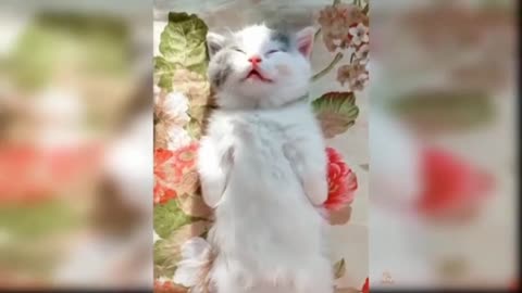 Funny Cats/Funny/Cute Cats/Cute Kitten Playing Moment