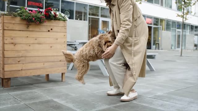 Adorable Puppy Video That Will Put a Smile on Your Face