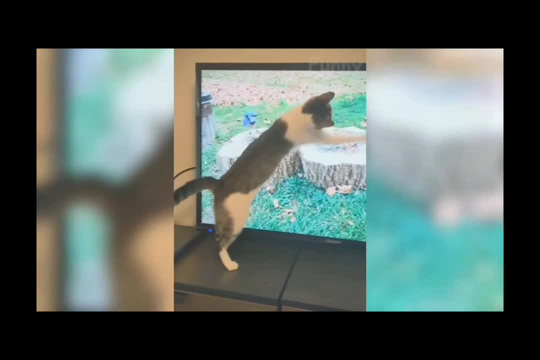 Funny animals video