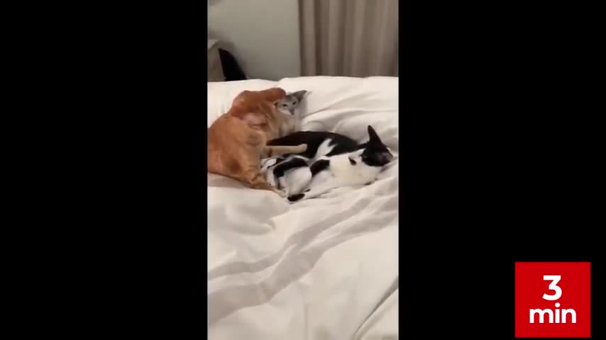 Funny Cats