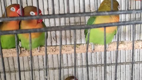 Cute plum Head Parrot Enjoy Season #Shorts