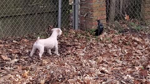 Doggy Gets Into Barking Battle With a Plastic Bag