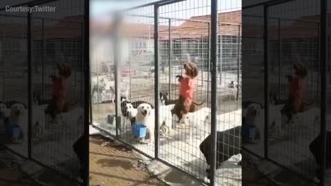 Smart cute puppy trying to escape from the cage