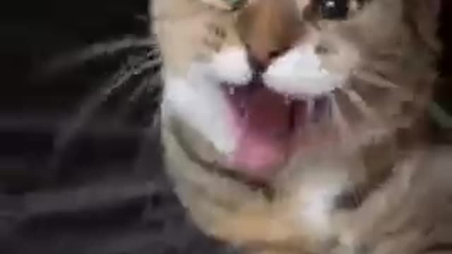 Cute cat #_traing video