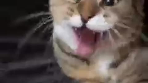 Cute cat #_traing video