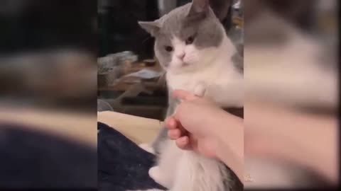 Cat and Finger