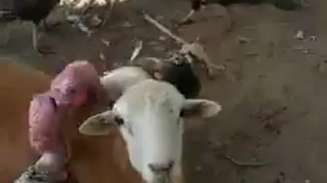 Turkey hens fighting and goat is is stopping