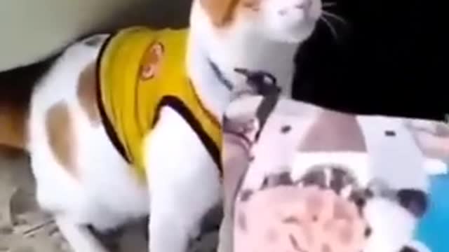 Funniest cat videos, best of 2022 cat videos