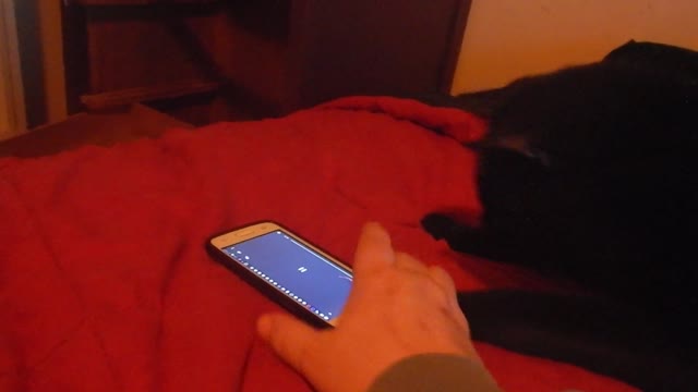 Pluto the Gamer Cat