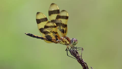 Immature male Halloween Pennant