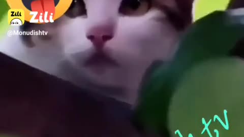 Lover pussy