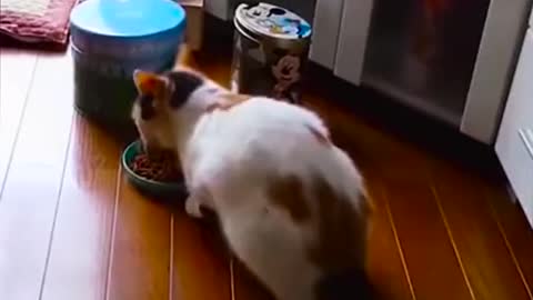 Funny pet cat LOL