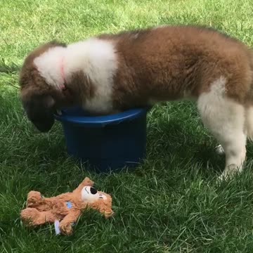 St. Bernard vs Bucket