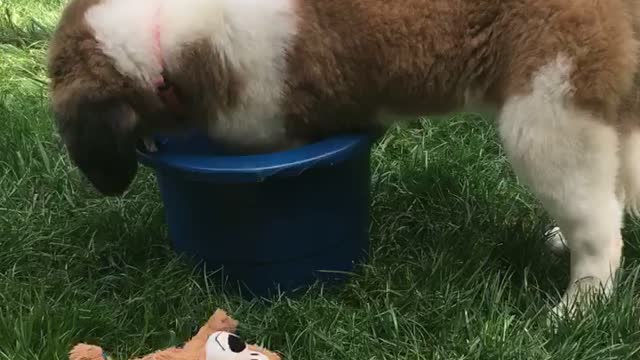 St. Bernard vs Bucket